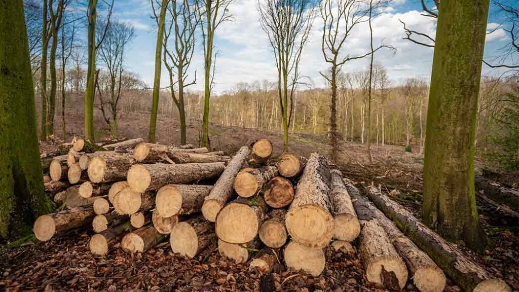 Timber being cut down and stacked from forest.