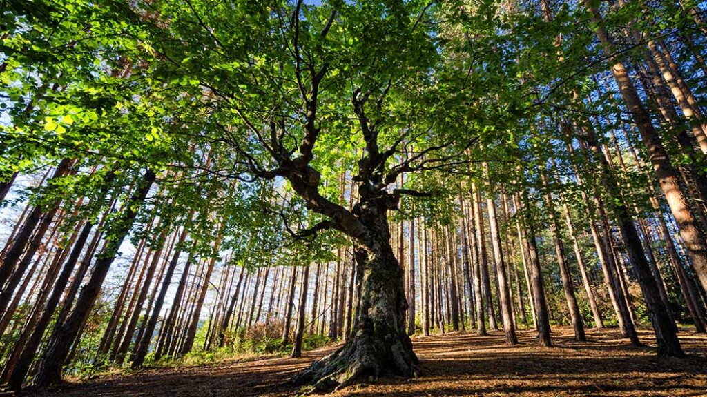 Deforestation is being regulated by the EU, represented by the a tree in an open area.