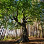 Deforestation is being regulated by the EU, represented by the a tree in an open area.