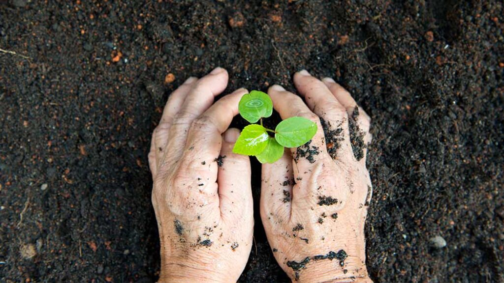Conservation is represented by hands planting a bud into the soil.