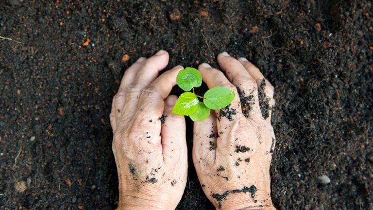 Conservation is represented by hands planting a bud into the soil.